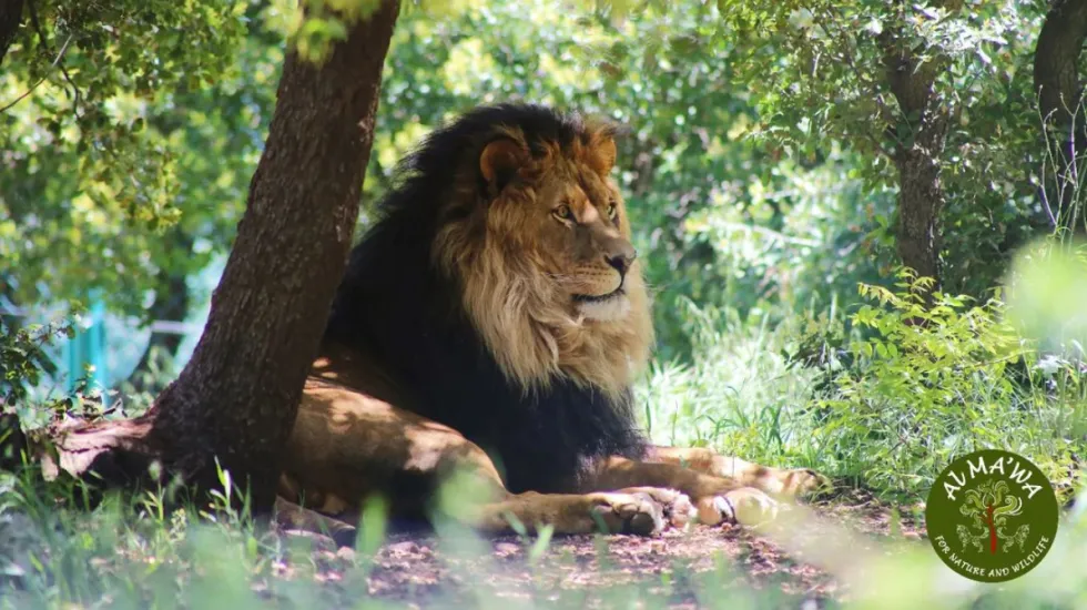 Lion in Al Ma'wa for Nature and Wildlife