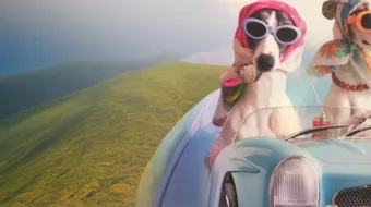 Two dogs in a car